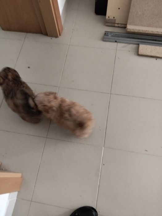 Cãozinho e cadelinhas porte pequeno