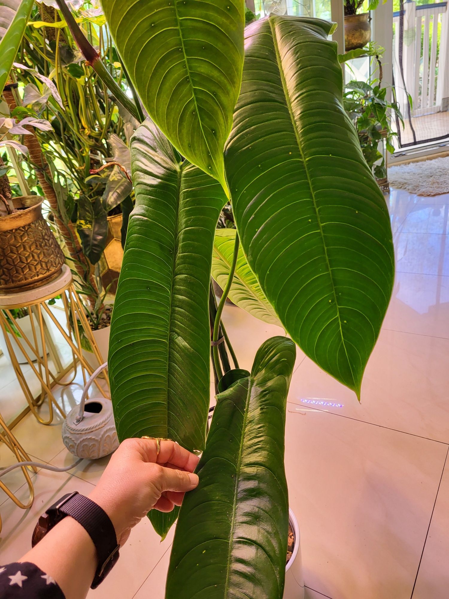 Kolekcjonerski philodendron sharoniae