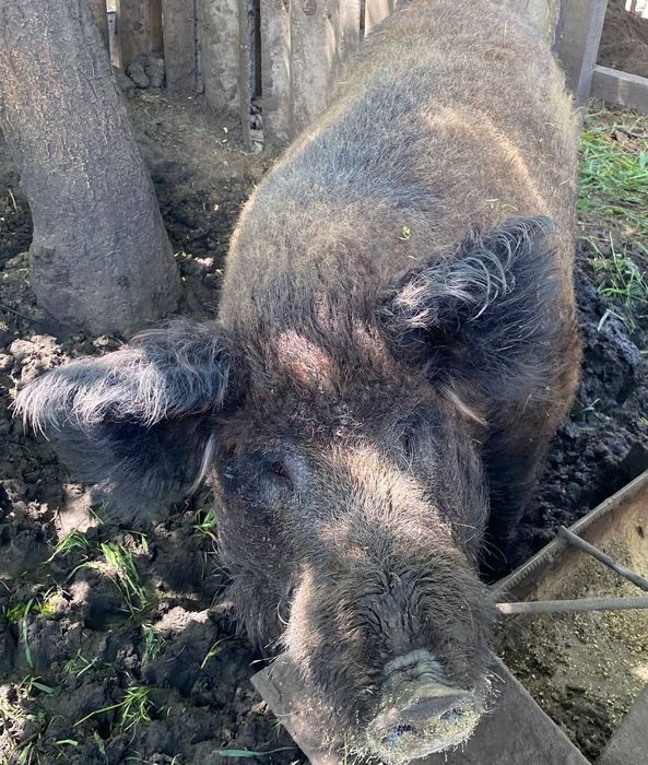 Продам хряка венгерская мангалица