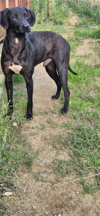 Piesek około 2 lata