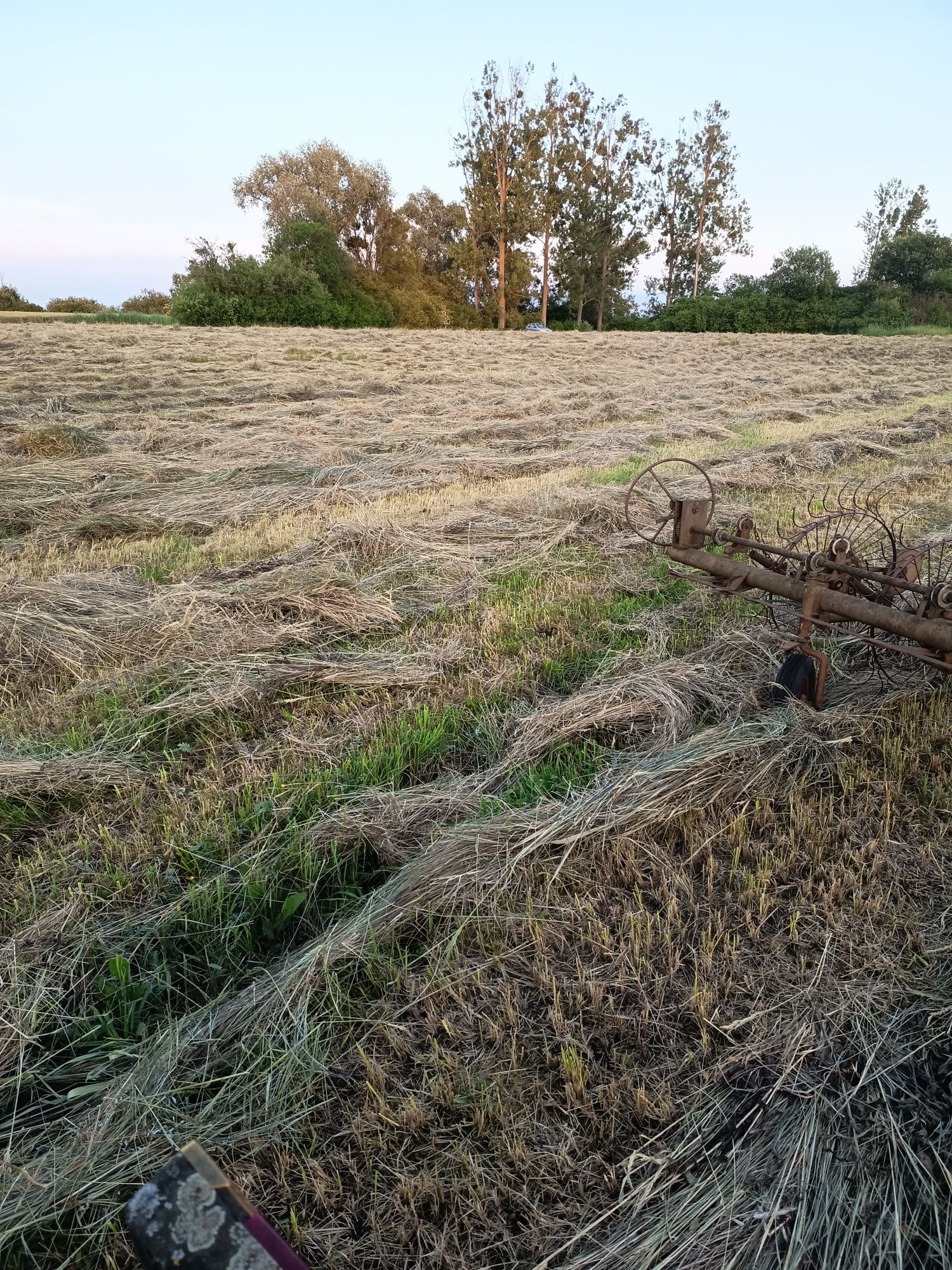 Siano z łąk ekologicznych