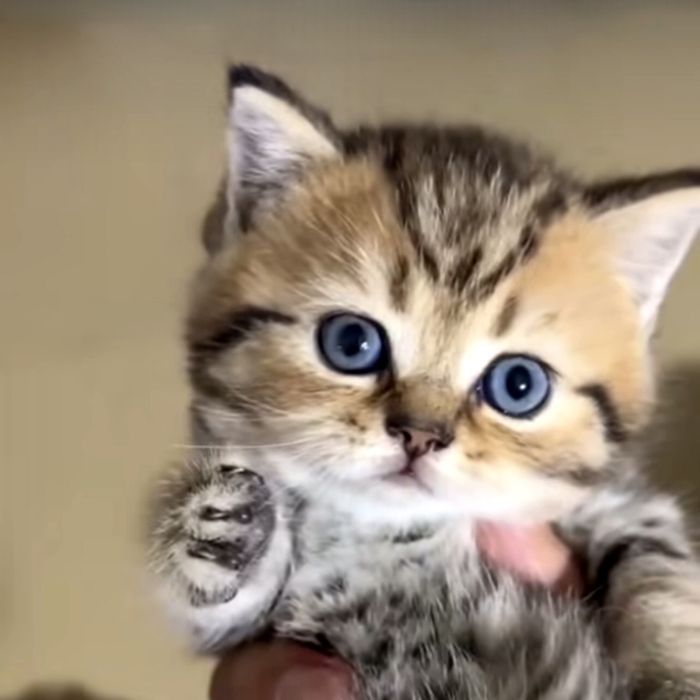 Гарніших вже просто не буває