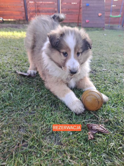 !GOTOWE NA NOWY DOM! -Owczarek szkocki collie- szczeniaki