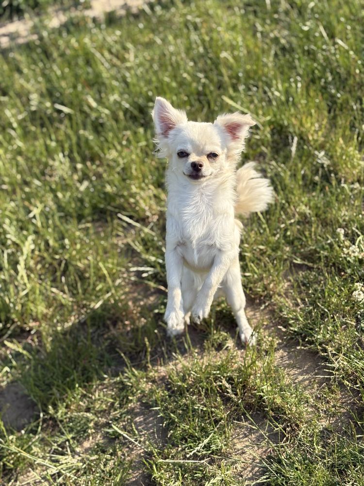 Chłopczyk chihuahua FCI