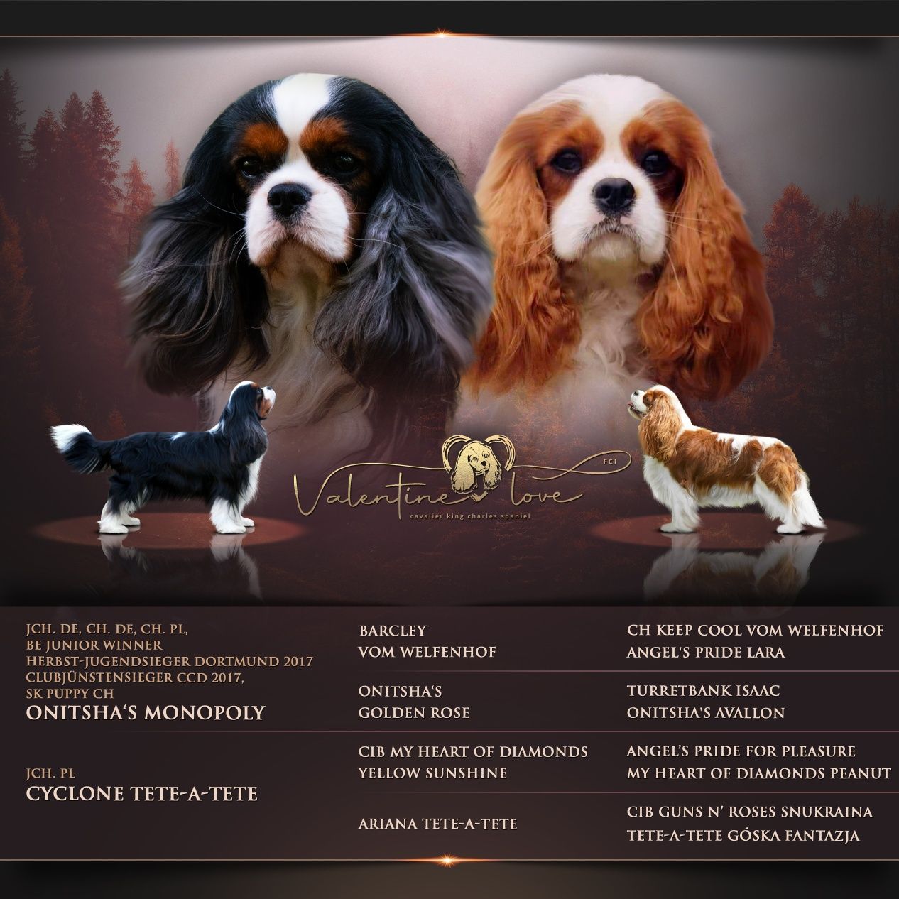 Cavalier King Charles Spaniel