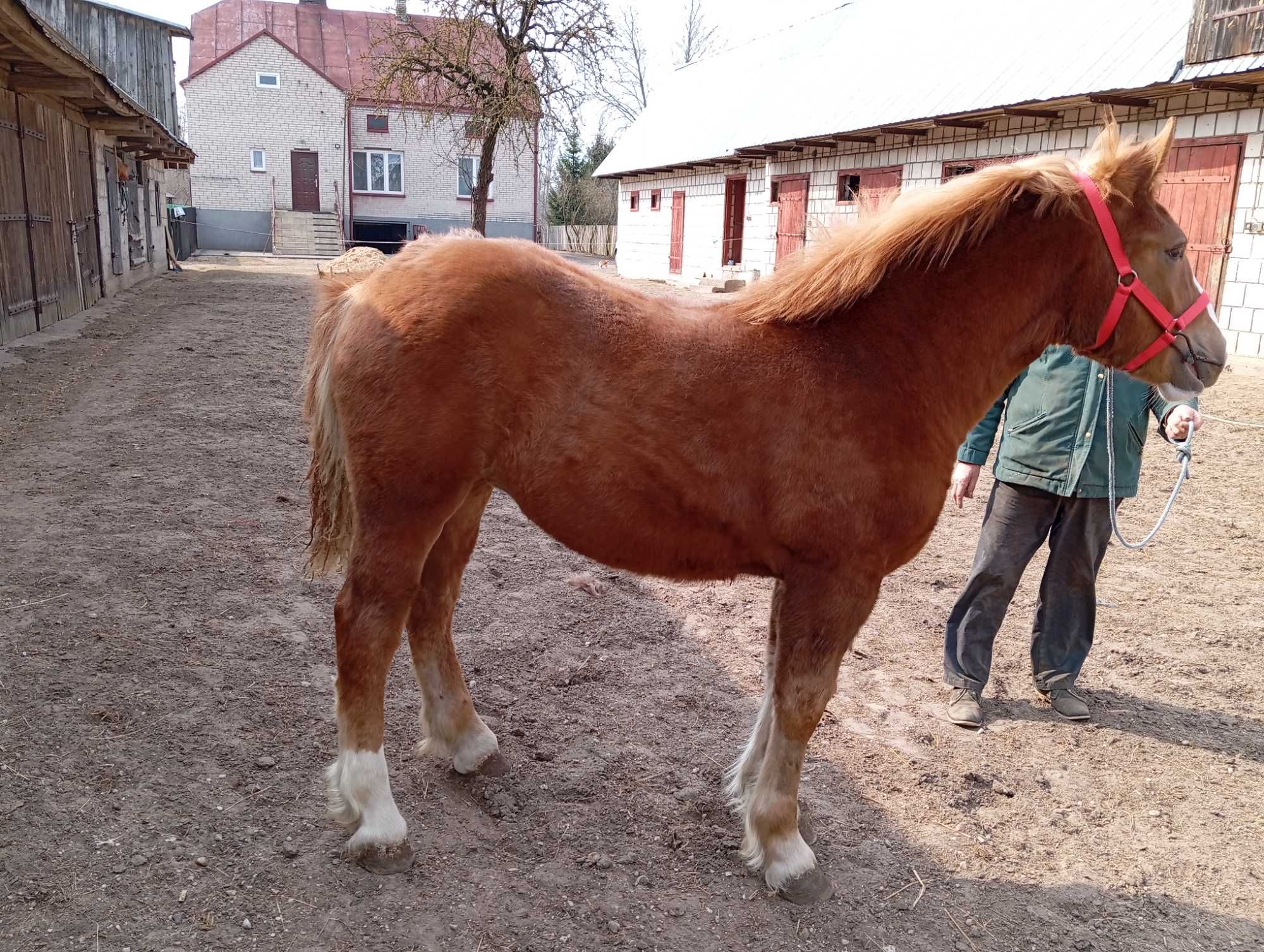 SPRZEDAM klaczkę zimnokrwistą sokólską