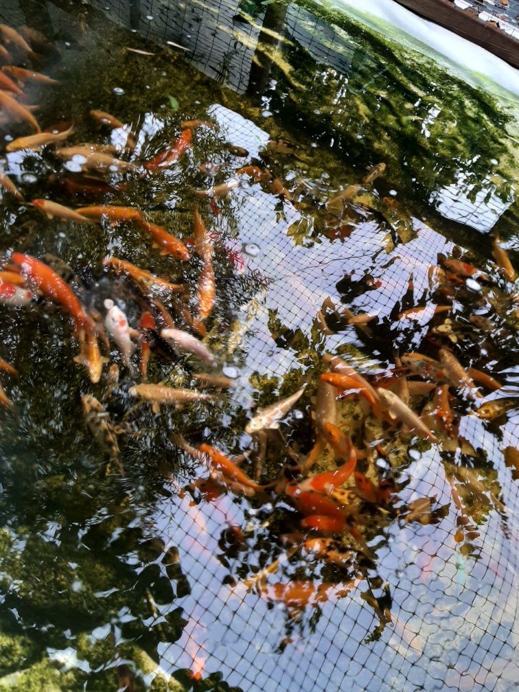 Carpas Koi venda