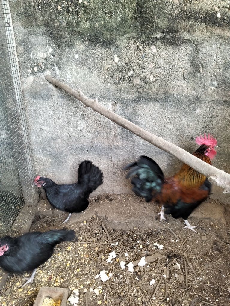 Casal de garnisé mini 15€
