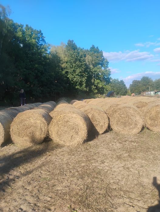 Słoma ekologiczna owsiana dobrze zbita