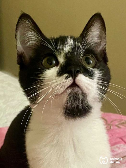 Ziggy | Para Adoção