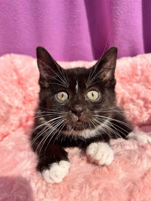 Czarna piękność do adopcji!
