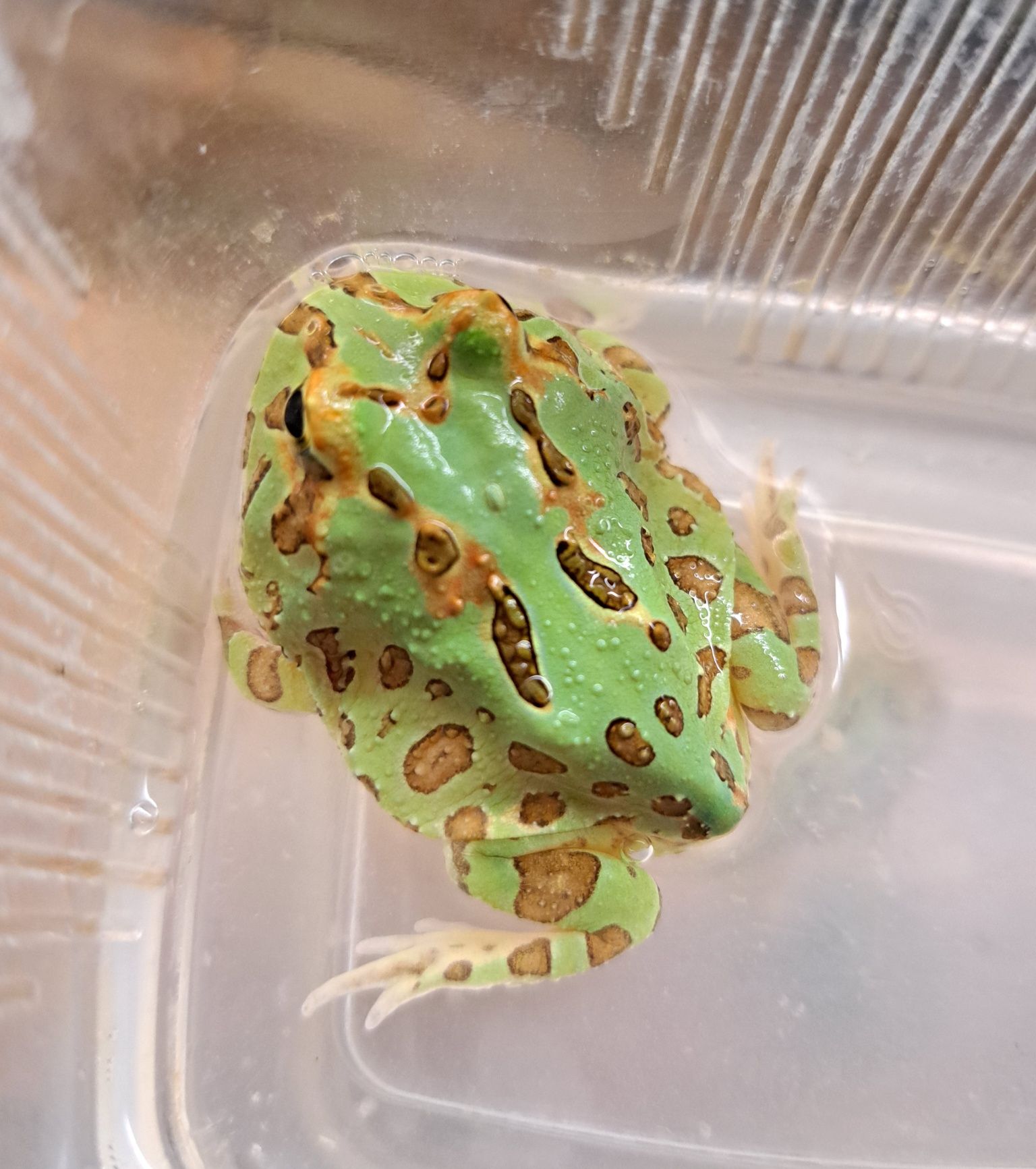 Żaba rogata / Ceratophrys cranwelli / Płazy