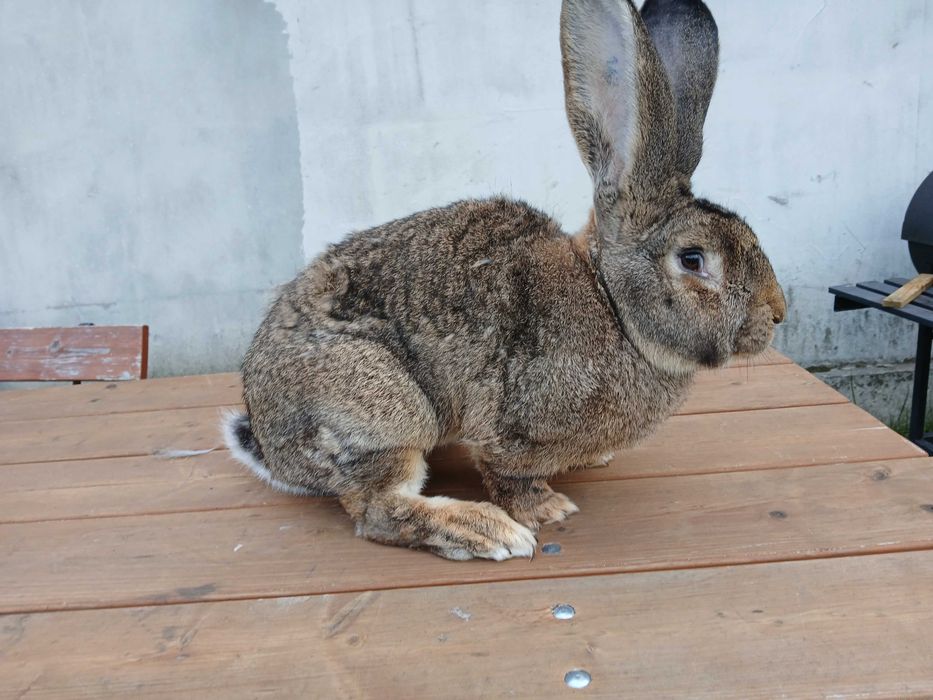Olbrzym belgijski samiec