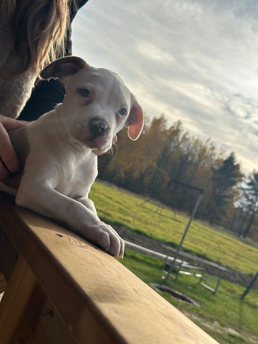 Amstaff szczeniak American Staffordshire Terrier