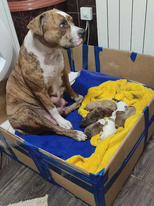 Метиси стафорда (безкоштовно)