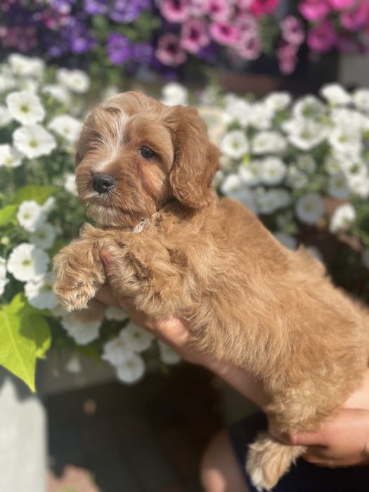 Cavapoo cavalier pudel