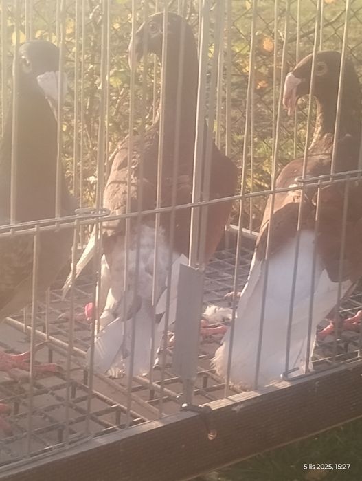 Rzeszowski gołębie rzeszowskie