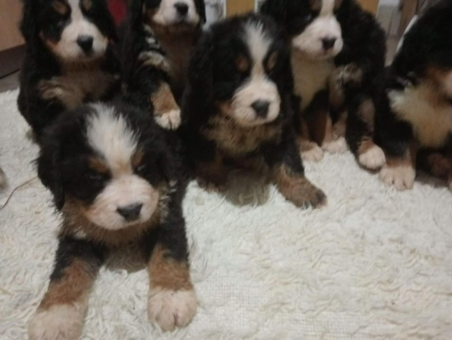 Bernejskie pieski PIeski Borysowe Stado.