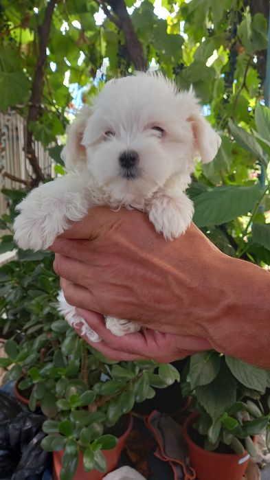 Мальтезе мальтійська болонка дівчинка