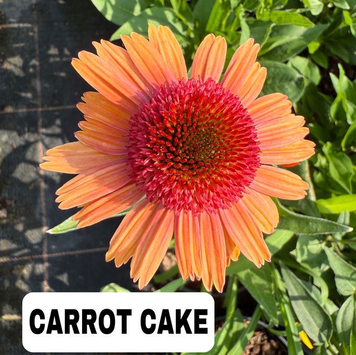 Jeżówka carrot cake