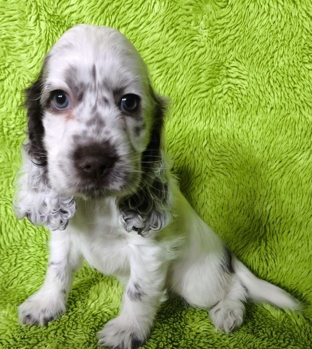 Cocker Spaniel Angielski-suczka Yoda Gdowska Wataha