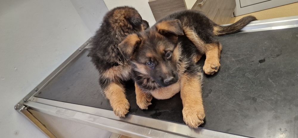 Szczeniaki 2 miesieczne