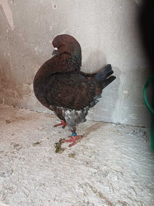 Sprzedam gołębie kingi