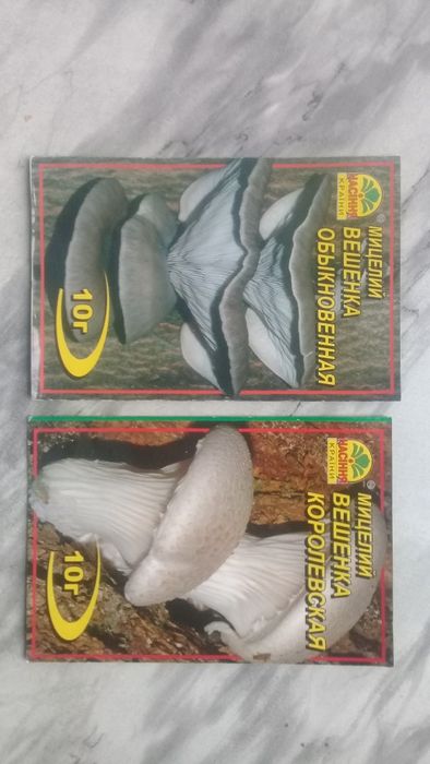 Мицелий вешенки обыковенной