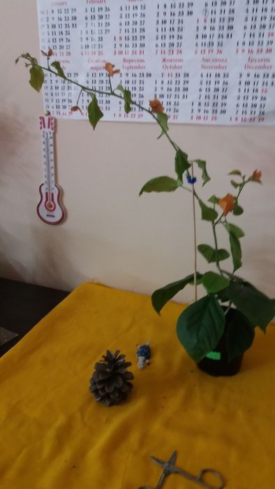 Бугенвиллия разных сортов