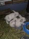 coelhos mini lop