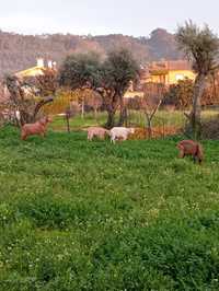 2 cabras e 1 bode anglo nubiano