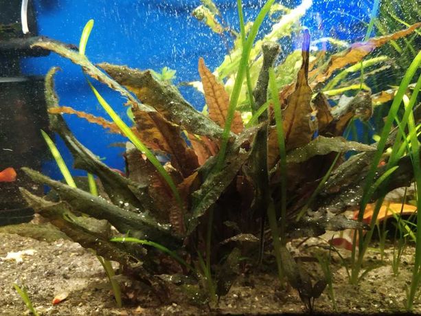 Kryptokoryna czerwona (zwartka) roślina do akwarium