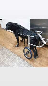 Инвалидная коляска для собаки, поддержка таза, шлея, ошейник по меркам