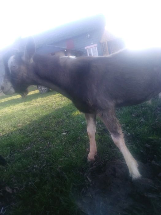 Koziołek  British Toggenburg