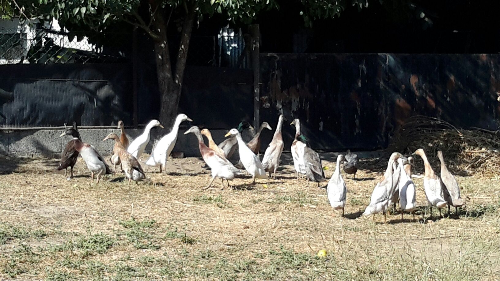 Patos * Várias Raças*