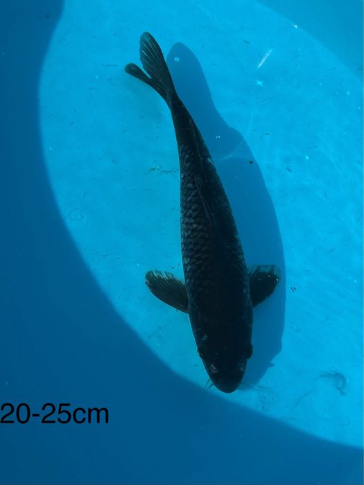 Carpas Koi Chagoi 20-55cm - PROMOCAO BLACK FRIDAY