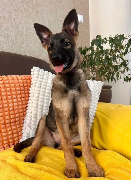 Fraszka - ta psia dziewczynka szuka domu!