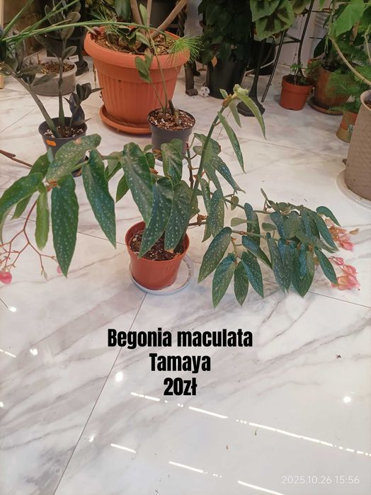 Begonia, Syngonium, Peperomia