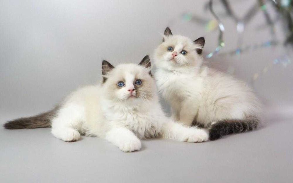 У нас підросли чарівні регдоллики