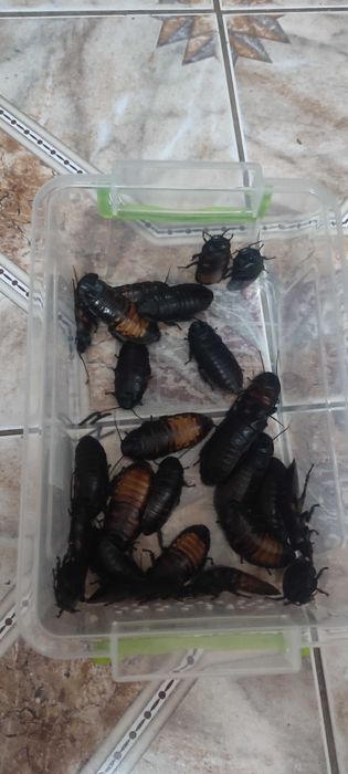 Всевозможный живой корм, таракан сверчок зофобас знахарь мучник тарган