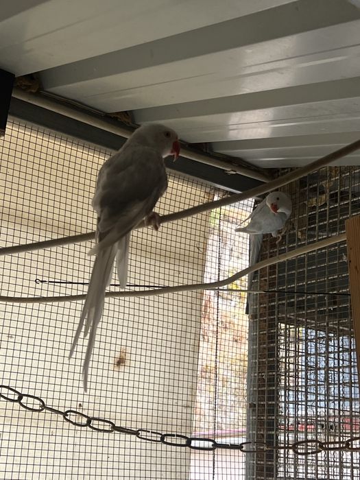 2 casais de ring necks reprodutores