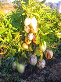 Plantas pera melão em vaso