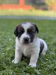 Śliczny piesek ZKwP FCI Jack Russell Terrier szczeniak