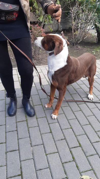 Śliczny młody piesek Dexter do adopcji ze schroniska.