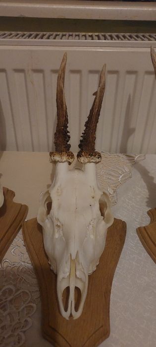 Poroża  kozioł sarna