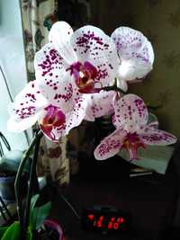 Продам домашнюю орхидею.