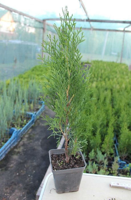 Туї, саджанці  (Туя Смарагд, Даніка,  Колоновидна), ялівець, самшит