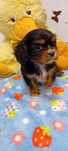 Cavalier King Charles spaniel SUCZKA
