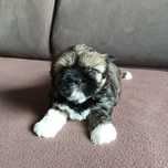 Shih Tzu suczka pięknie umaszczona