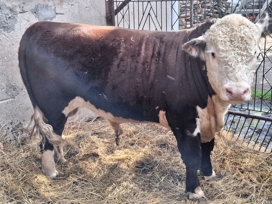 Sprzedam Byka Hereford